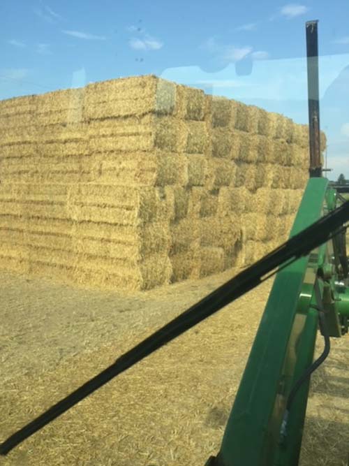 Hay Production Ontario Canada